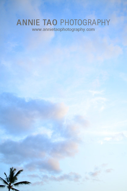 BigIsland_palm-tree-in-sky_bg