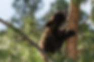 black-bear.jpg