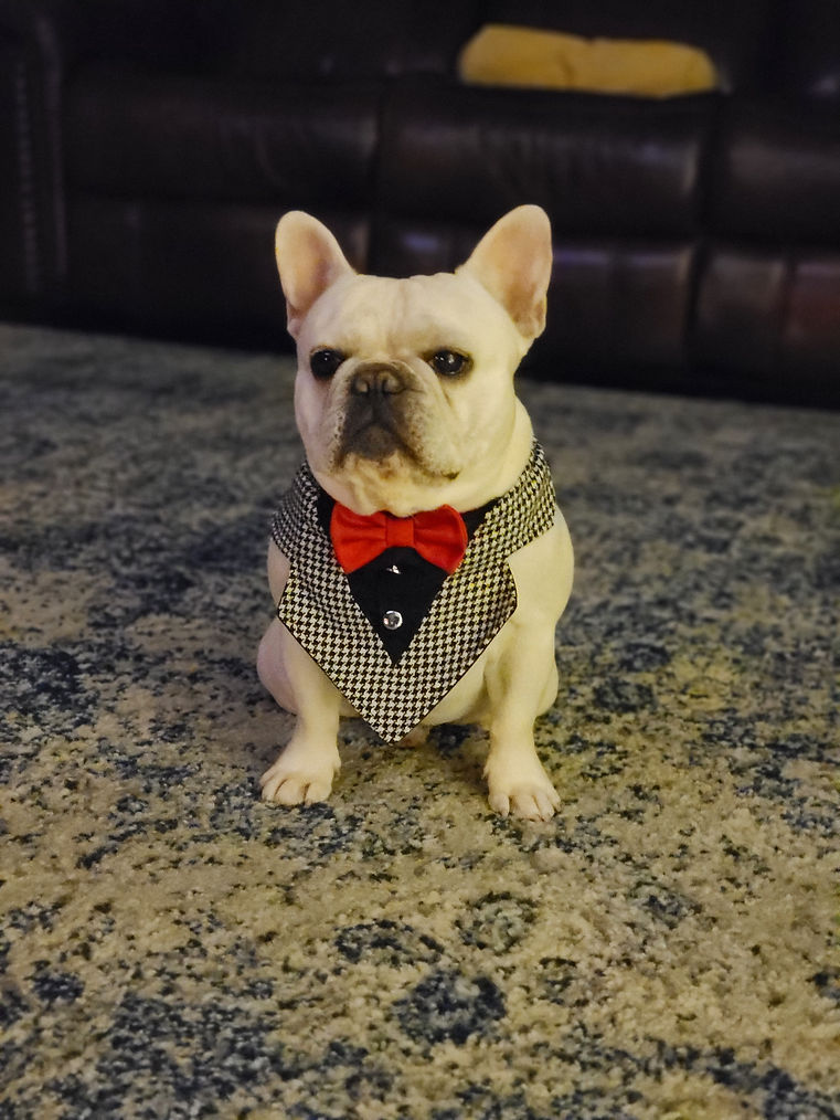 Male Frenchie Heaven