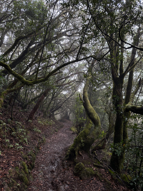Anaga Mountains Tenerife - lush laurel forests and mystical mountain landscapes