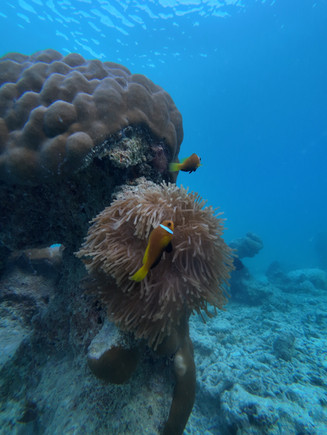 Kristallklares Wasser rund um Dhigurah auf den Malediven mit bunten Korallenriffen und tropischen Fischen.