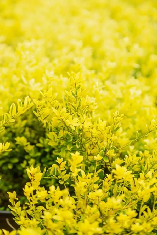 Holly_Touch_of_Gold_Close_X21A1872_600x900.webp