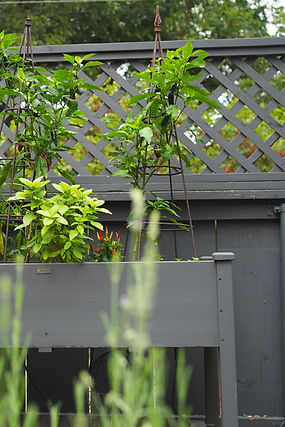 DSC09069 copy.jpg
