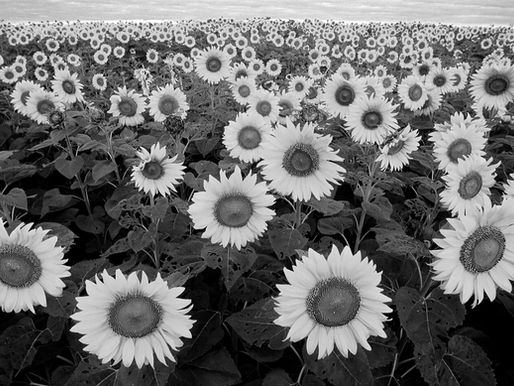sunflowers