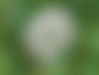 La Valériane : la racine de la sérénité