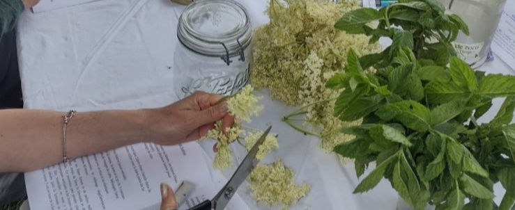 Cotyledons Ateliers plantes bien-être Plant well-being workshops Occitanie