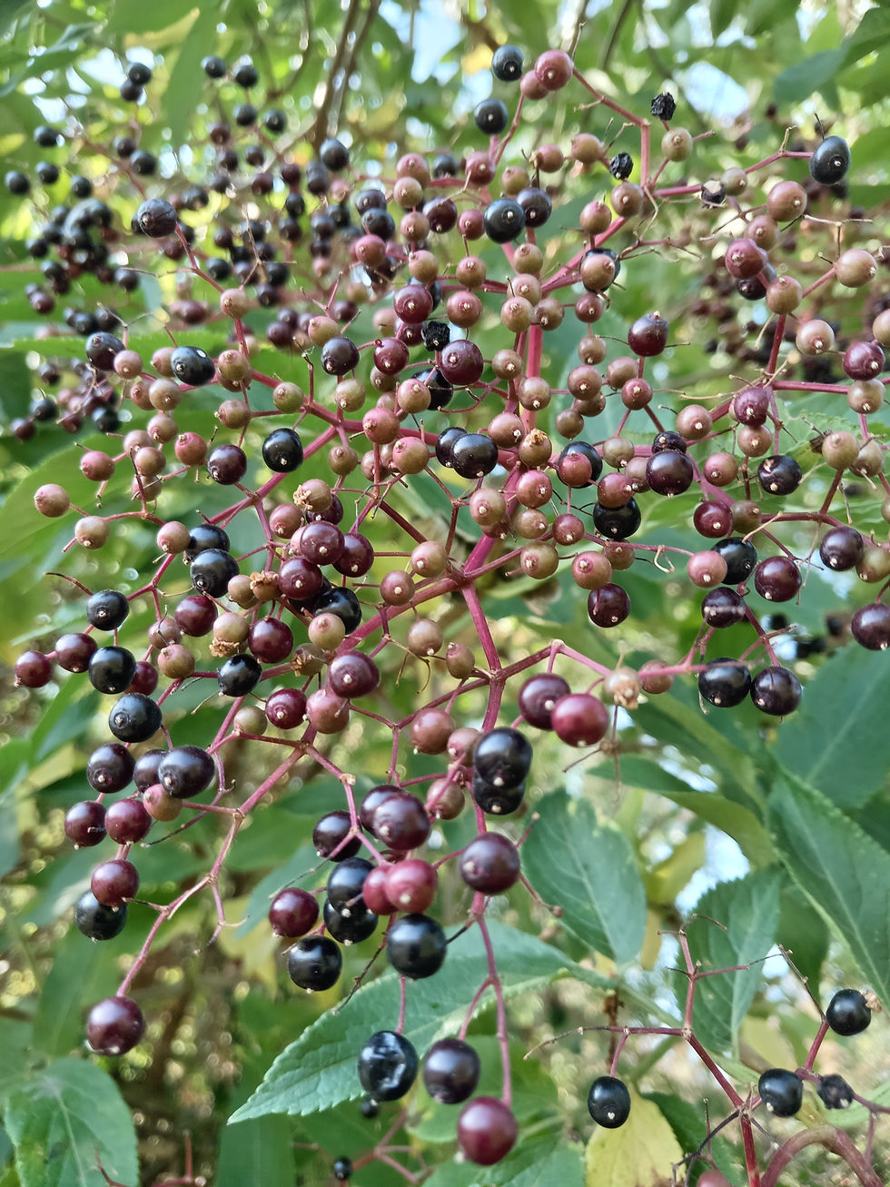 Sambucus nigra