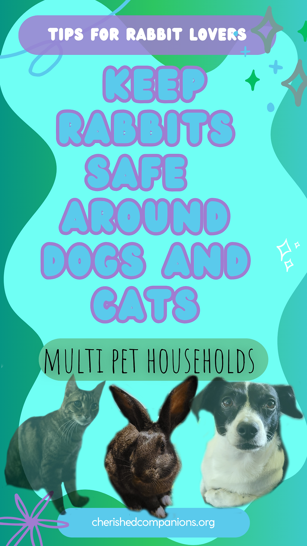 rabbit with dog cat