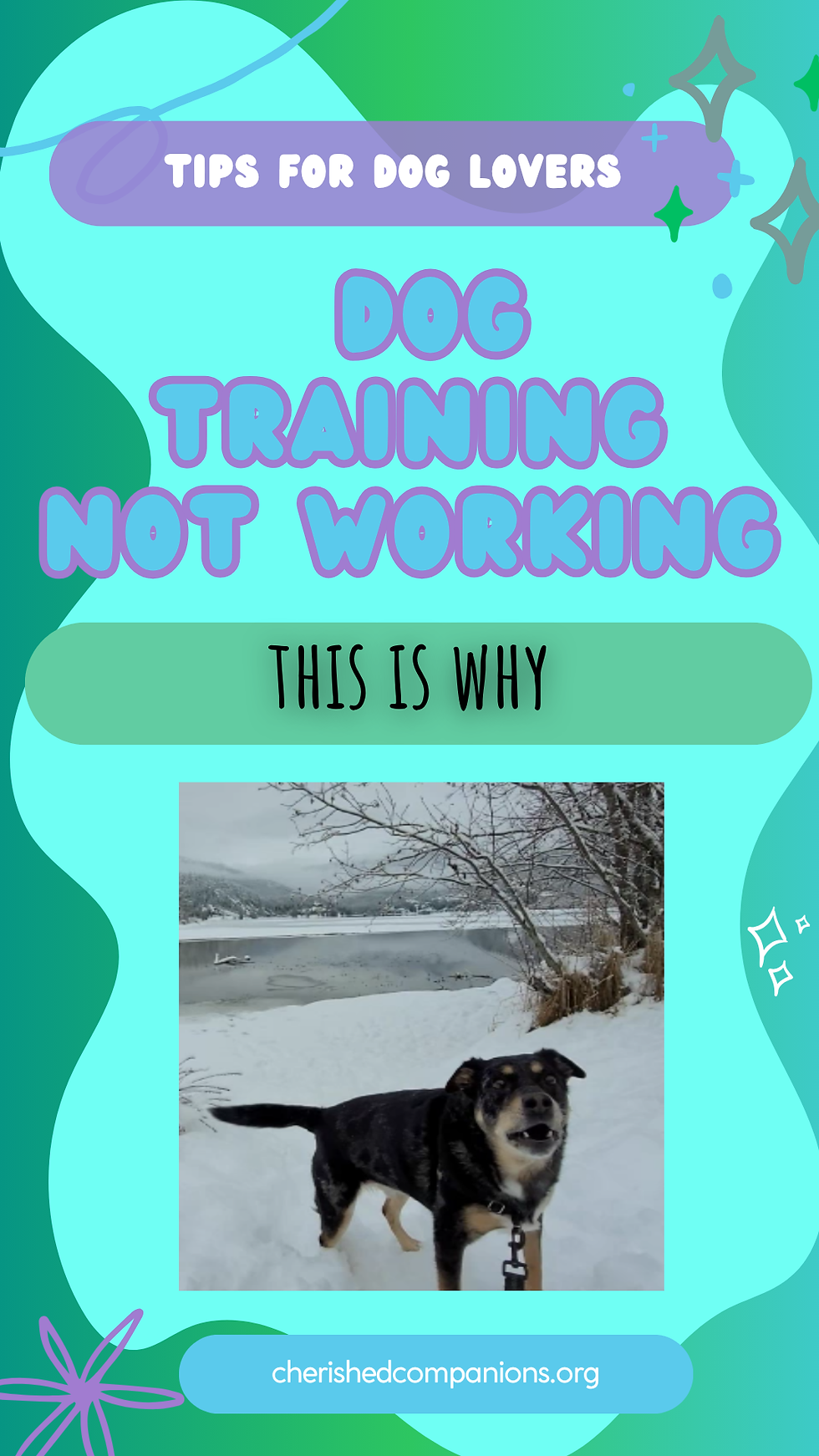 dog training not working