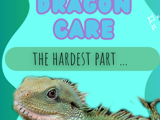 Chinese Water Dragon Care: Stress Signs