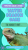 Chinese Water Dragon Care: Stress Signs