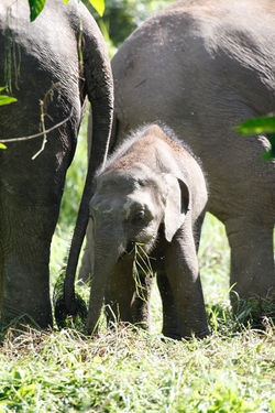 Pygmy Elephants