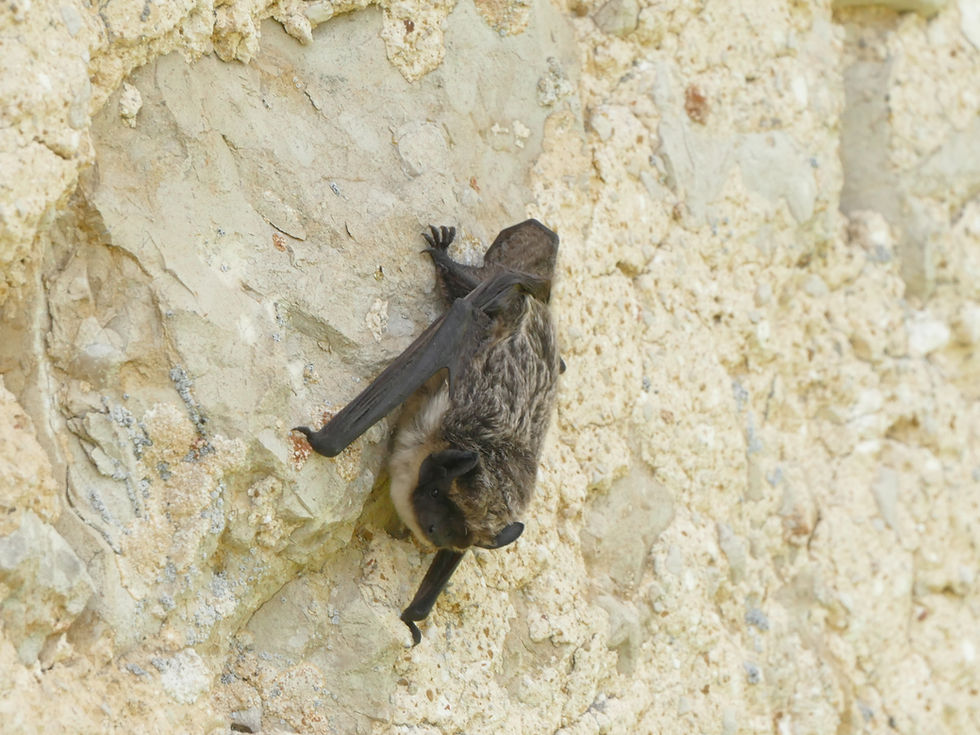 Sortie - A l'écoute des chauves-souris