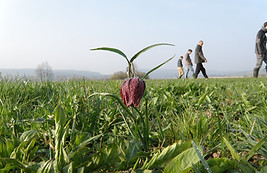 Comptage des fritillaires pintades par les salariés et membres de l'association