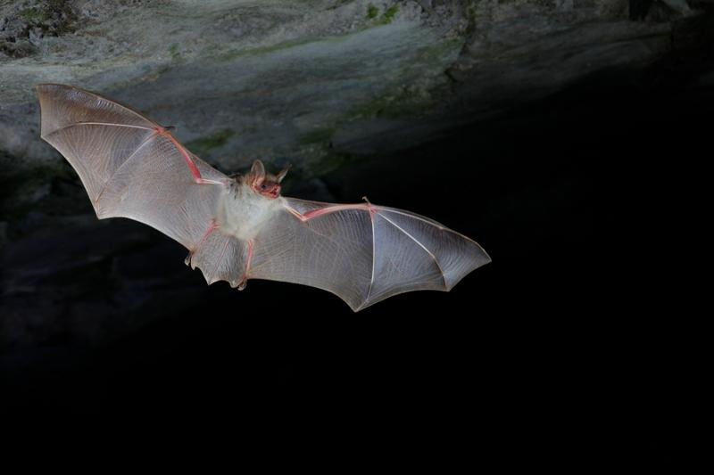 PEL Hallowen ! Les terreurs de la nature