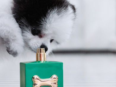 The Mark Hotel x Dolce&Gabbana Launch Luxe Dog Fragrance Collaboration