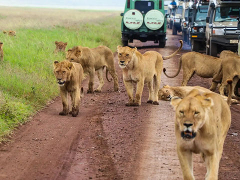 Afriworld Safari-Wildlife, Mountains, Culture, and Coast