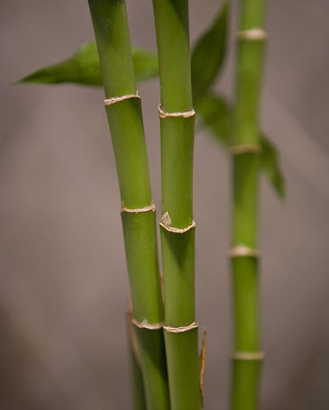Bamboo stalks