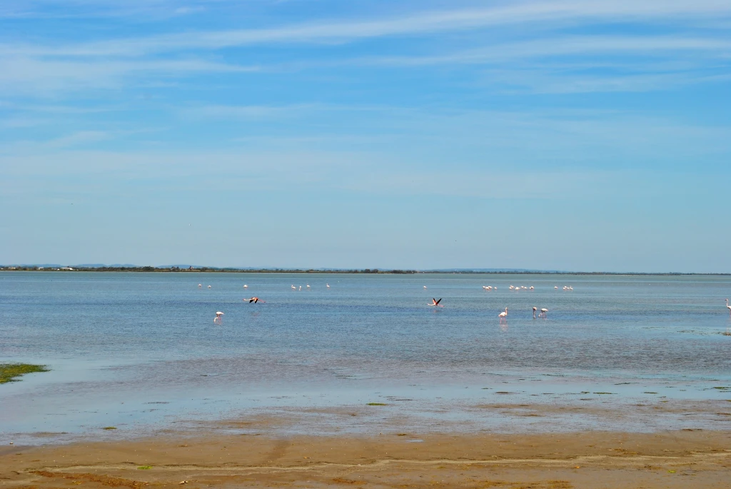 fenicotteri sul mare