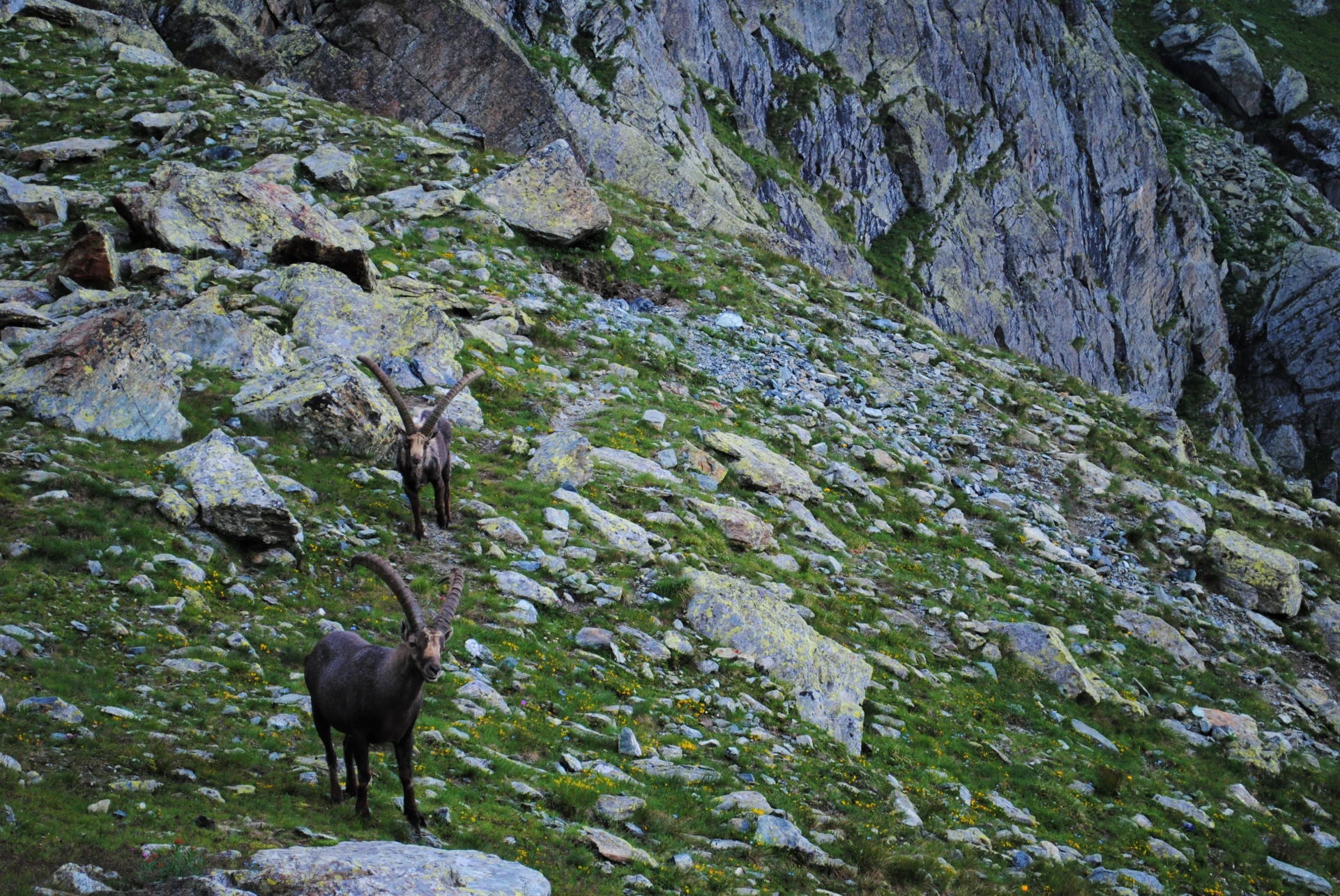 Stambecchi al Rifugio Q. Sella monviso