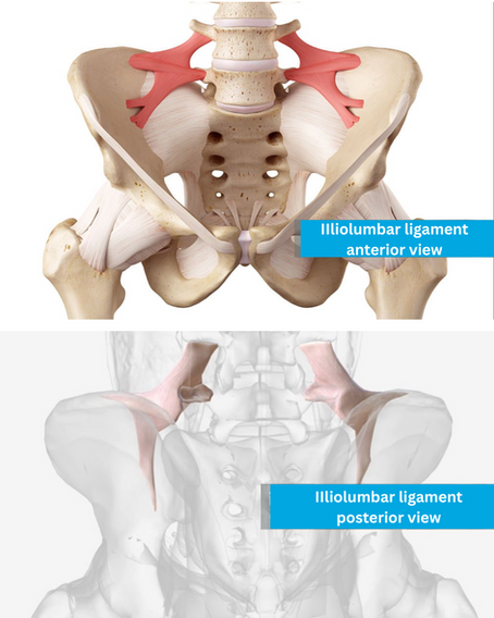 Debunking the Flexibility Myth: What the Iliolumbar Ligament Really Does