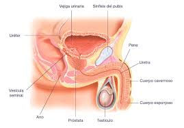 ¿QUE ES LA PRÓSTATA?