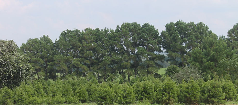 Virginia Pine