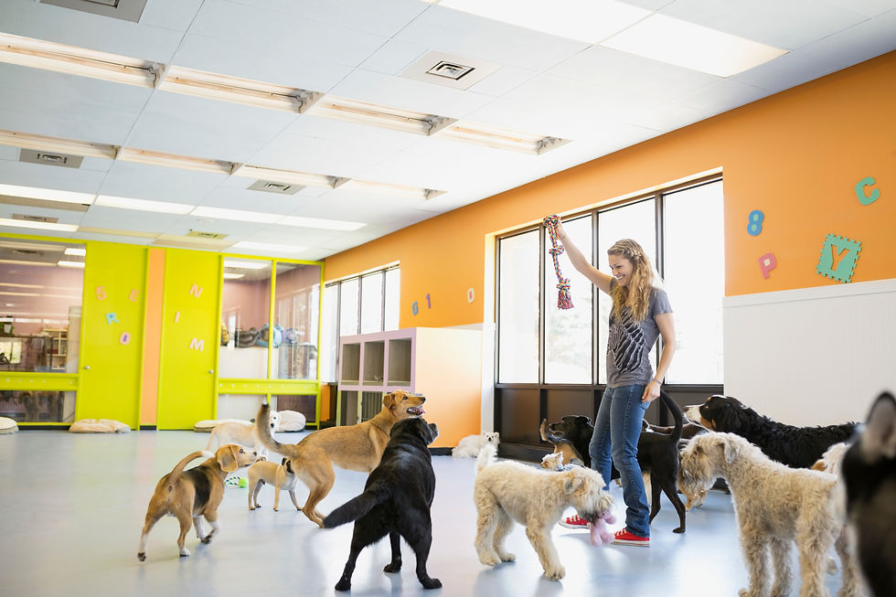 Woman playing with dogs at dog daycare.jpg