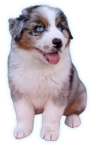 transparent image 1.png