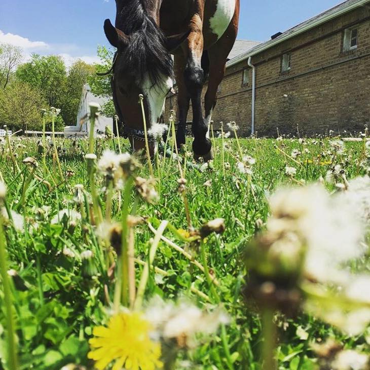 Glen Grove Equestrian Center