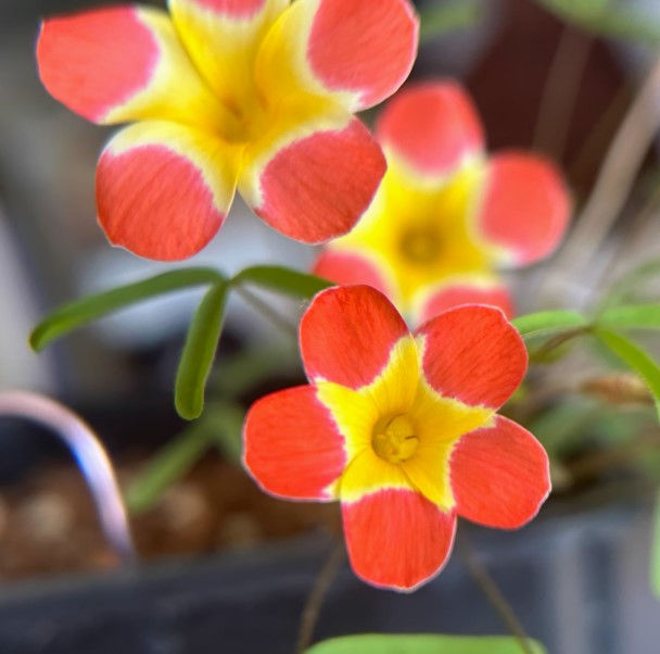 1 bulb Oxalis sp. Yael 'Yolk'