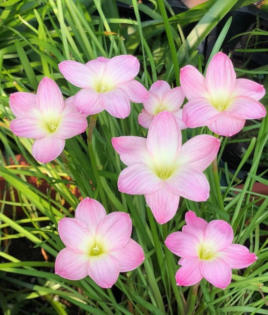 3 bulbs Zephyranthes Peach Silk