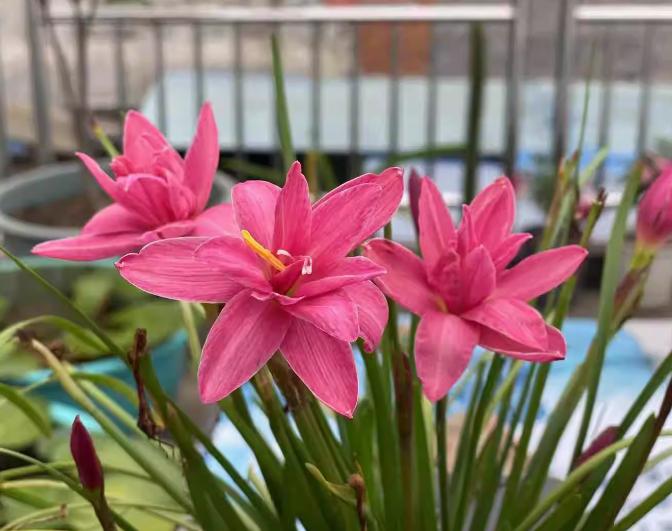 1 bulb Zephyranthes Sila Rose