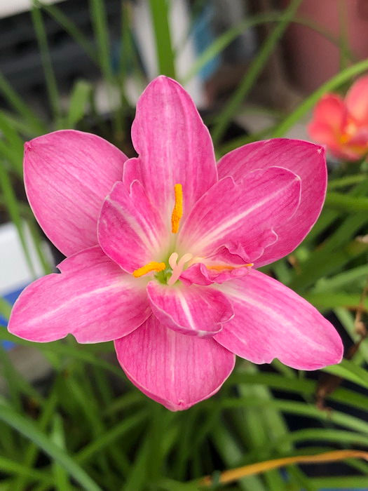 1 bulb Zephyranthes Sweet Allie