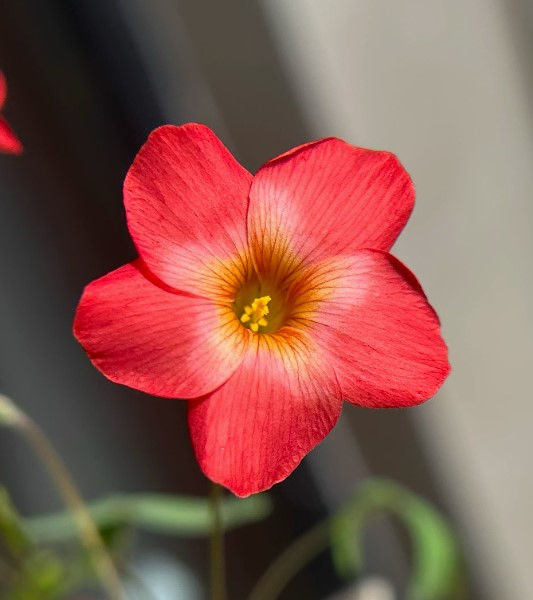 1 bulb Oxalis Moon Boat