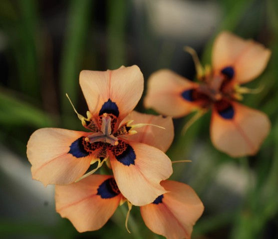 1 bulb Moraea hybrids DM003