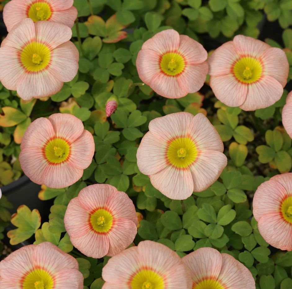 1 bulb Oxalis obtusa Full Moon