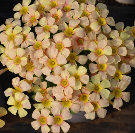 1 bulb Oxalis obtusa Flicker
