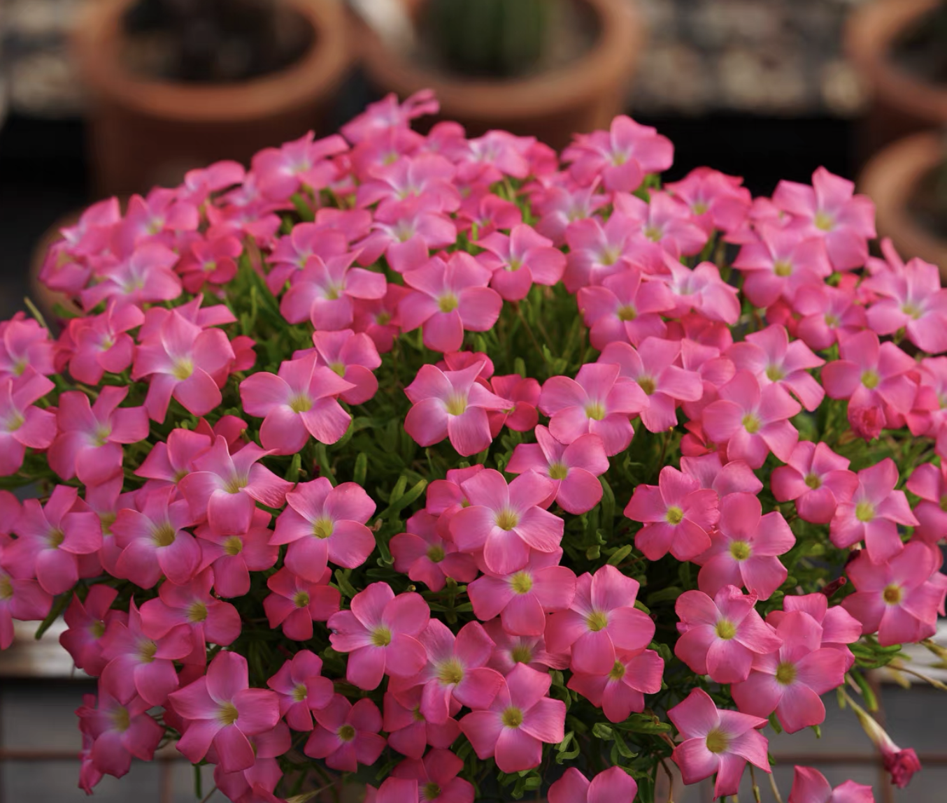 3 bulbs Oxalis Cherry Sundae