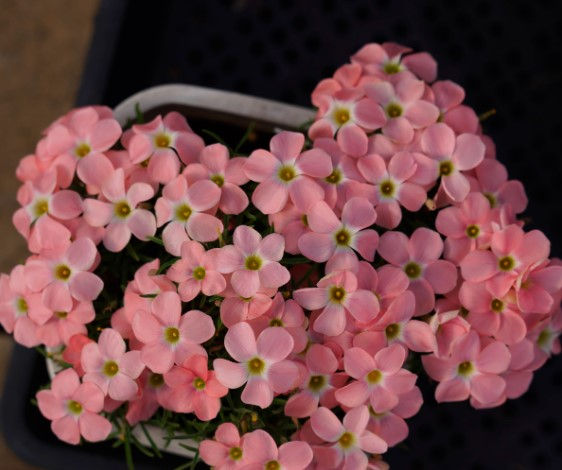 1 bulb Oxalis Grapefruit