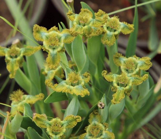 1 bulb Ferraria divaricata
