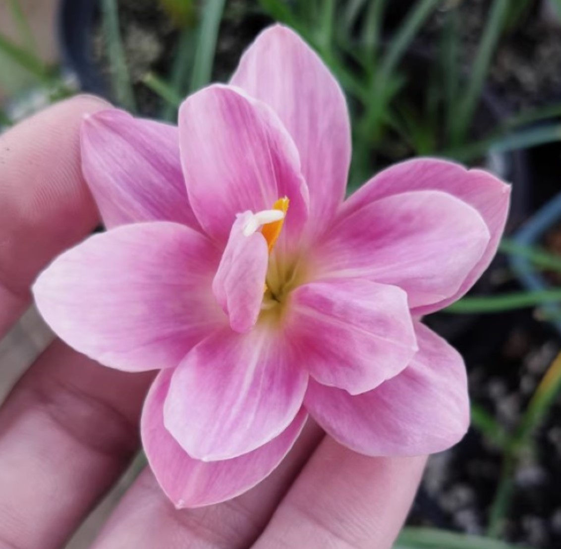 1 bulb Zephyranthes Wild Rose