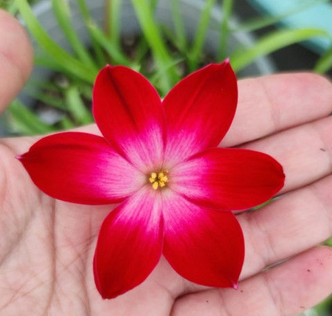 1 bulb Zephyranthes Rosy Cloud