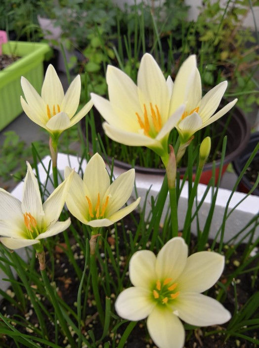 25 bulbs Zephyranthes Ajax