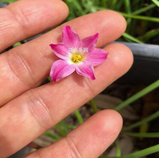 1 bulb Zephyranthes Little Pink