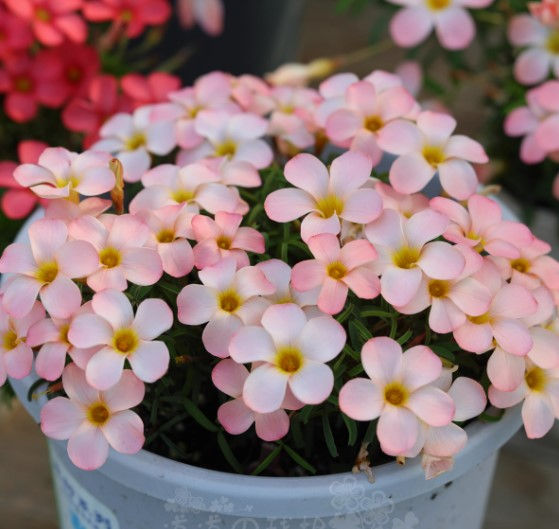 3 bulbs Oxalis Polar Aurora