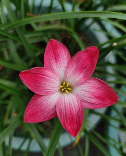 1 bulb Zephyranthes Miss Hearts