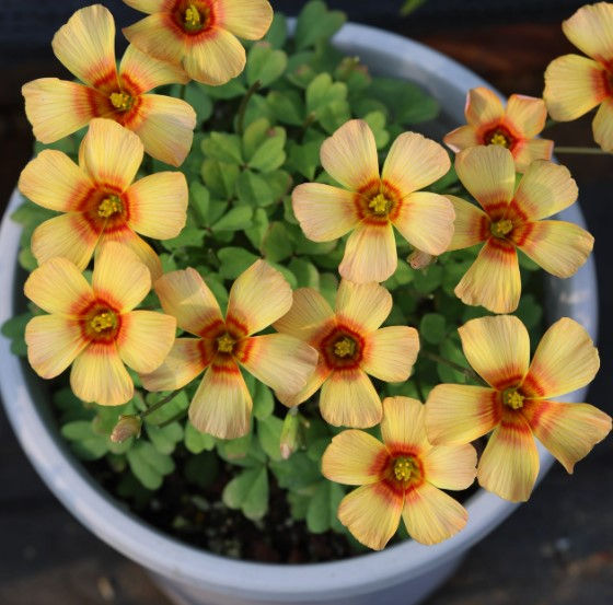 1 bulb Oxalis obtusa Phoenix