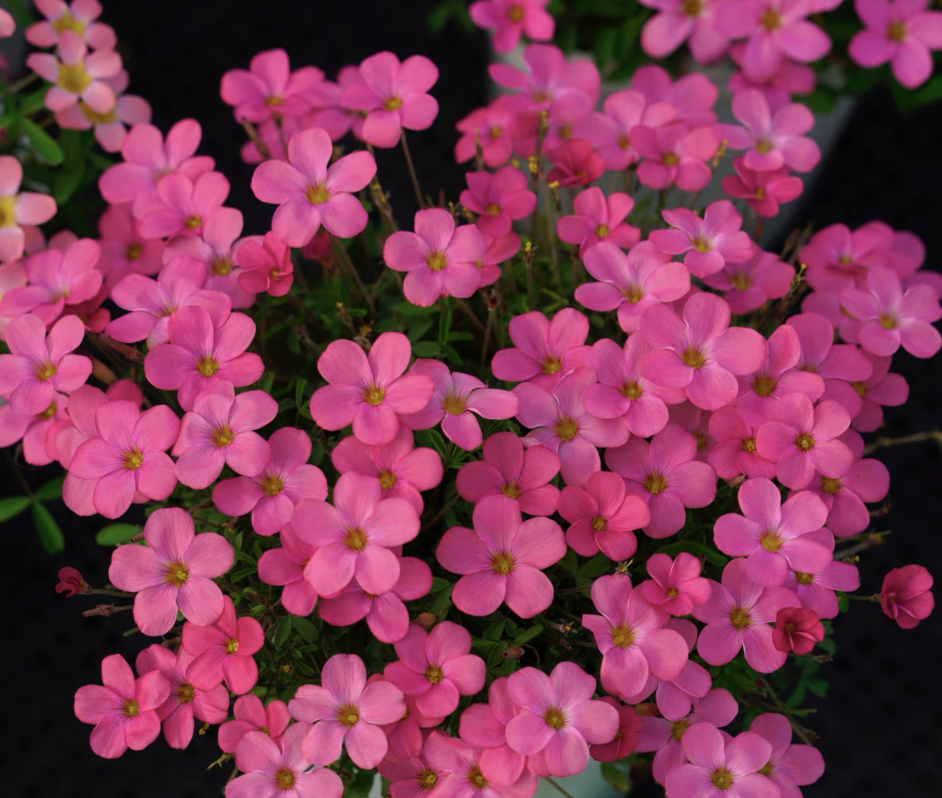 3 bulbs Oxalis Burgundy
