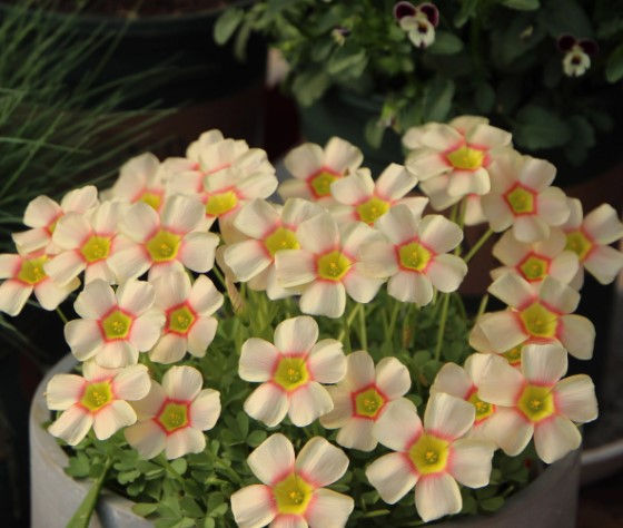 5 bulbs Oxalis obtusa Vermillion